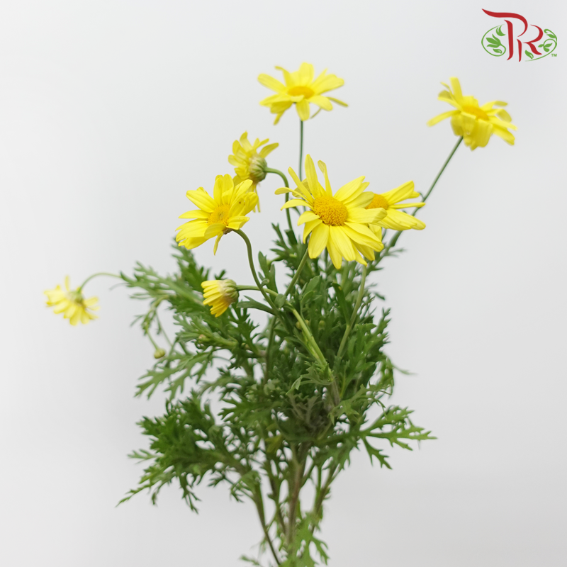 Leucanthemum - Yellow (10 Stems)-Yellow-Import-prflorist.com.my