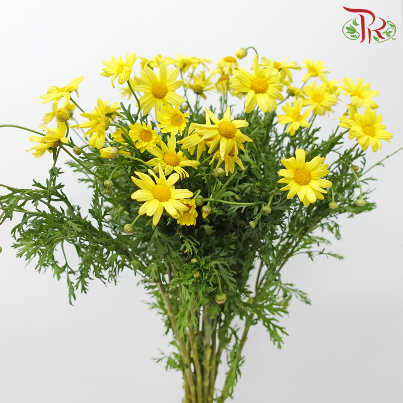 Leucanthemum - Yellow (10 Stems)-Yellow-Import-prflorist.com.my