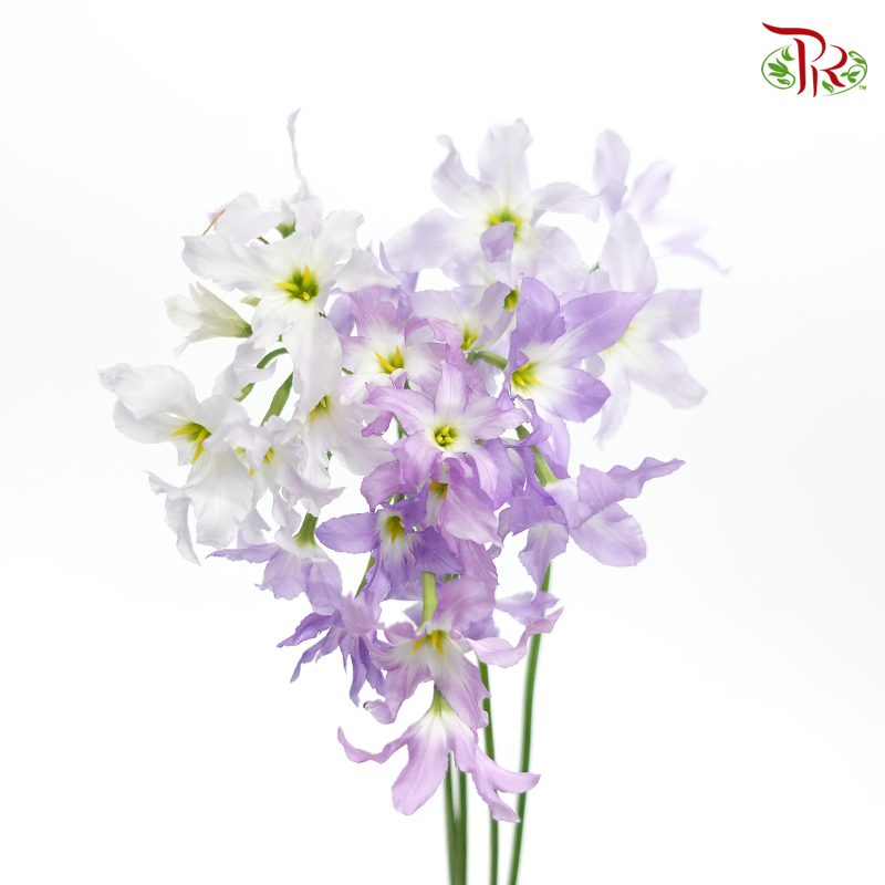 Leucocoryne - Lilac (5 Stems)-Lilac-Import-prflorist.com.my