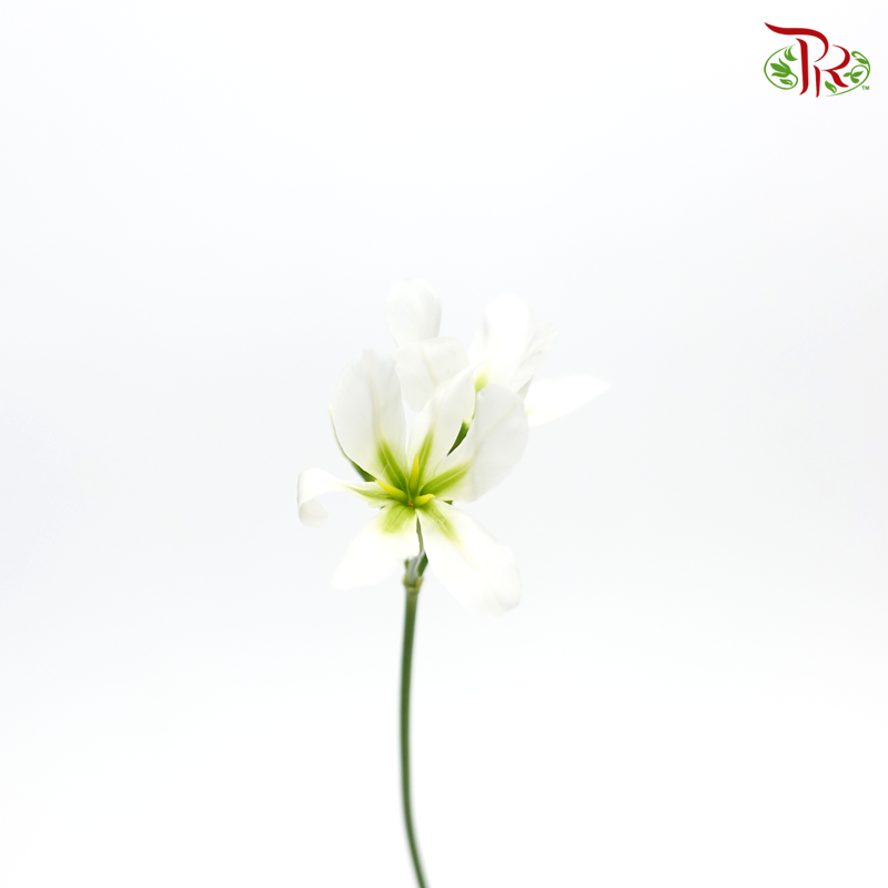 Leucocoryne - White (5 Stems)-Import-prflorist.com.my