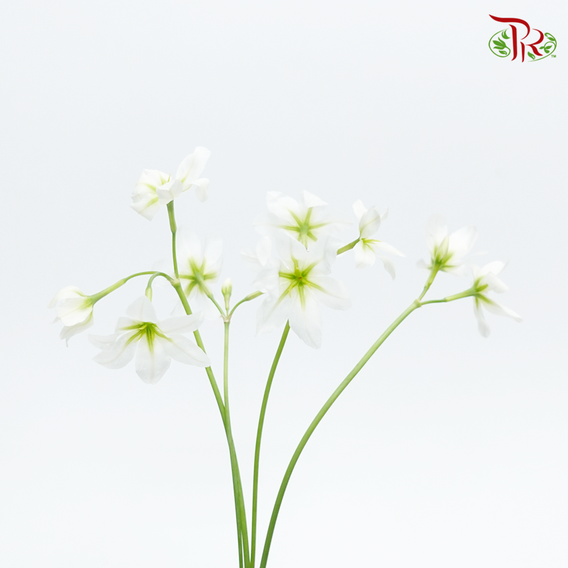 Leucocoryne - White (5 Stems)-Import-prflorist.com.my