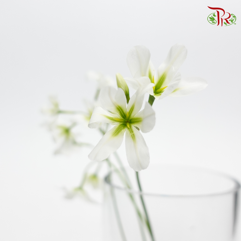 Leucocoryne - White (5 Stems)-Import-prflorist.com.my