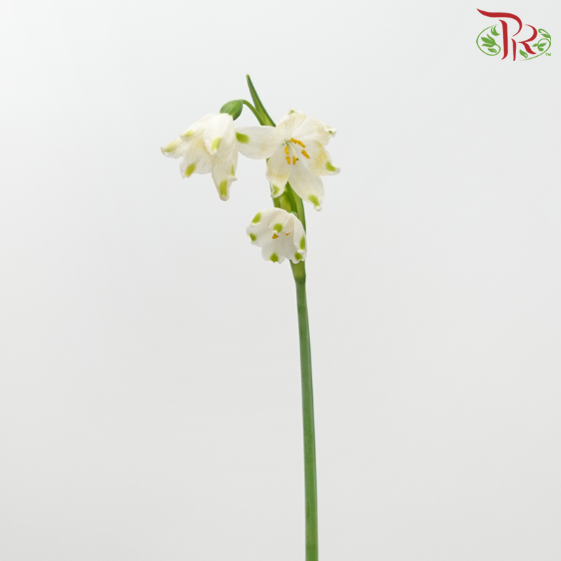 Leucojum Aestivum (5 Stems) ***Fragile-Netherland-prflorist.com.my