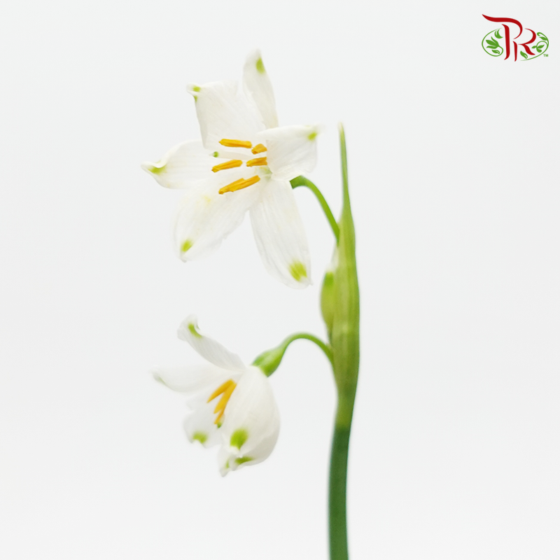 Leucojum Aestivum (5 stems)-White-Netherland-prflorist.com.my