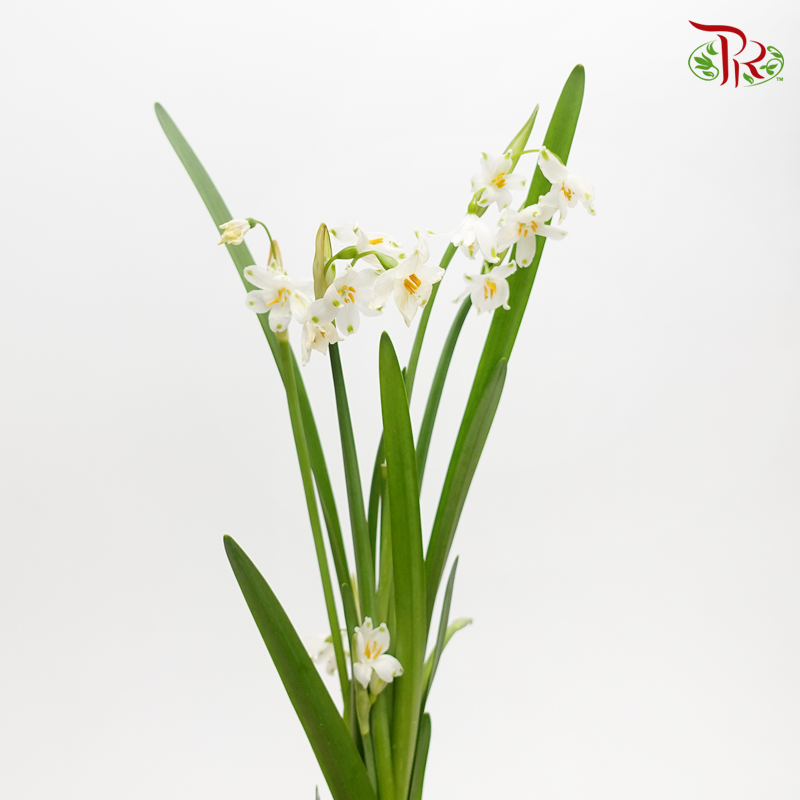 Leucojum Aestivum (5 stems)-White-Netherland-prflorist.com.my