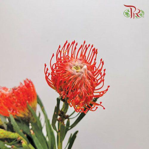 Leucospermum - Dark Orange (5 Stems)-Orange-Netherland-prflorist.com.my