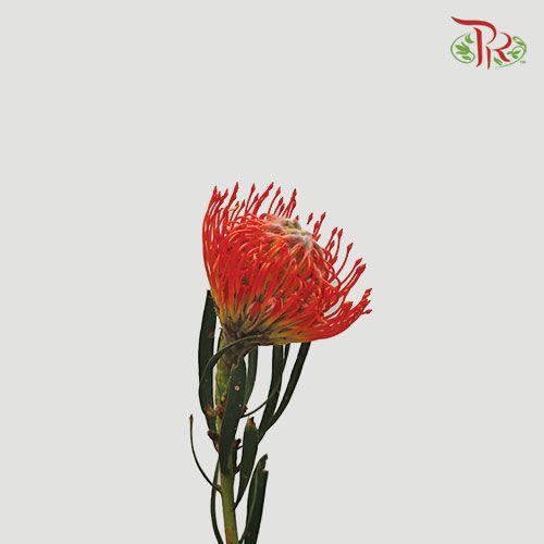 Leucospermum - Dark Orange (5 Stems)-Orange-Netherland-prflorist.com.my