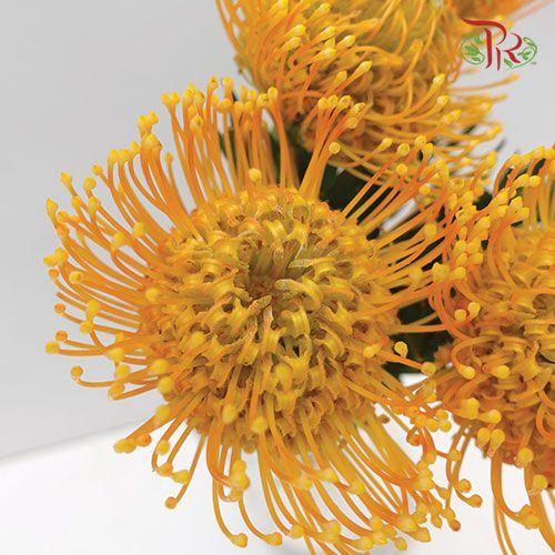 Leucospermum - Light Orange (5 Stems)-Orange-Netherland-prflorist.com.my