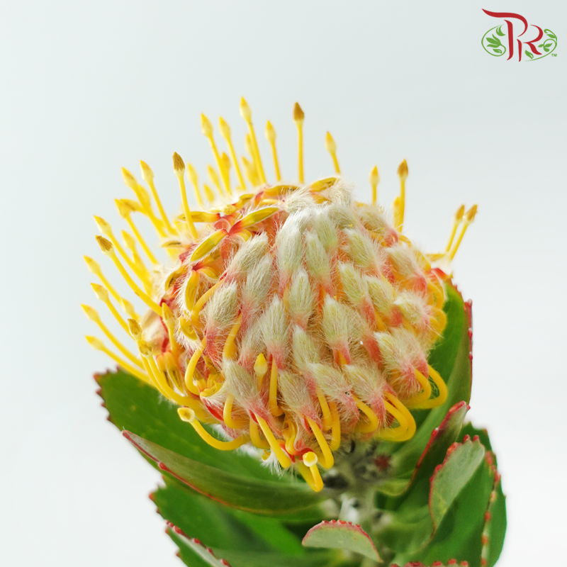 Leucospermum - Merle (5 Stems)-Orange-Africa-prflorist.com.my