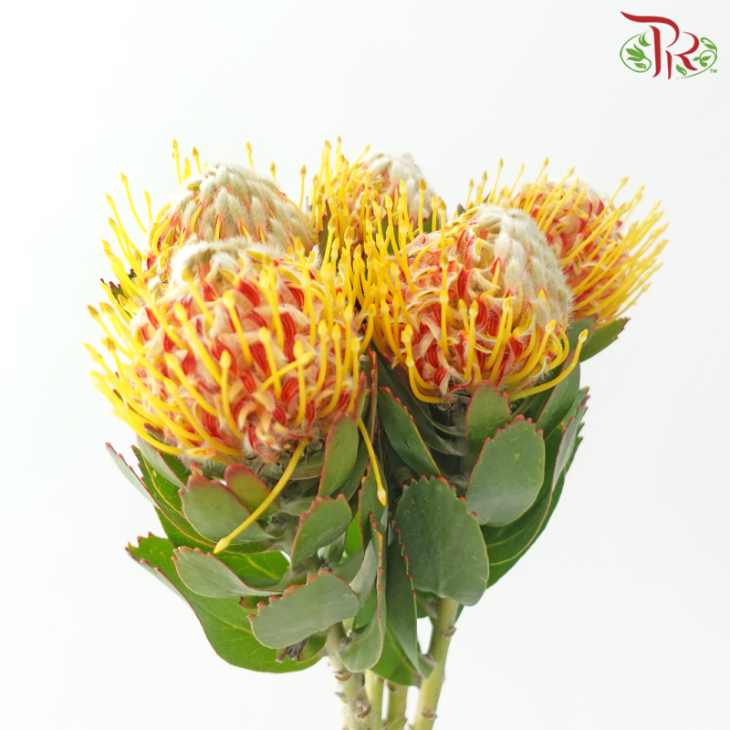 Leucospermum - Merle (5 Stems)-Orange-Africa-prflorist.com.my