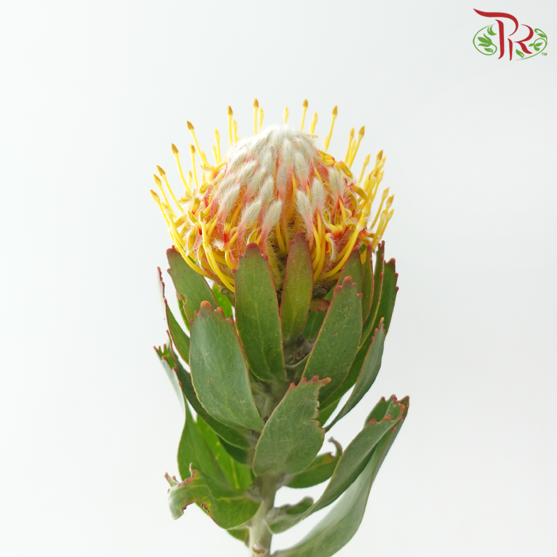 Leucospermum - Merle (5 Stems)-Orange-Africa-prflorist.com.my