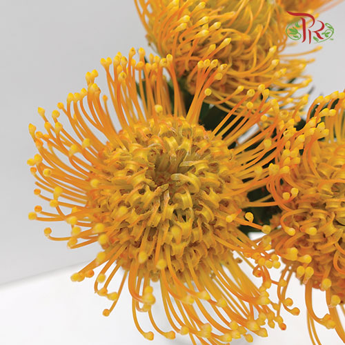 Leucospermum - Orange (5 Stems)-Orange-Africa-prflorist.com.my