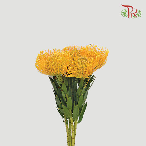 Leucospermum - Orange (5 Stems)-Orange-Africa-prflorist.com.my