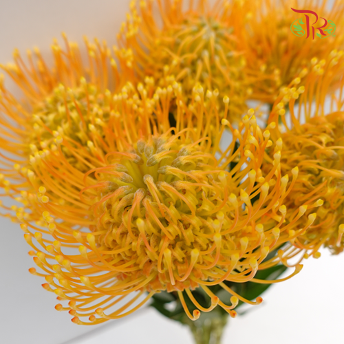 Leucospermum - Orange (5 Stems)-Orange-Netherland-prflorist.com.my