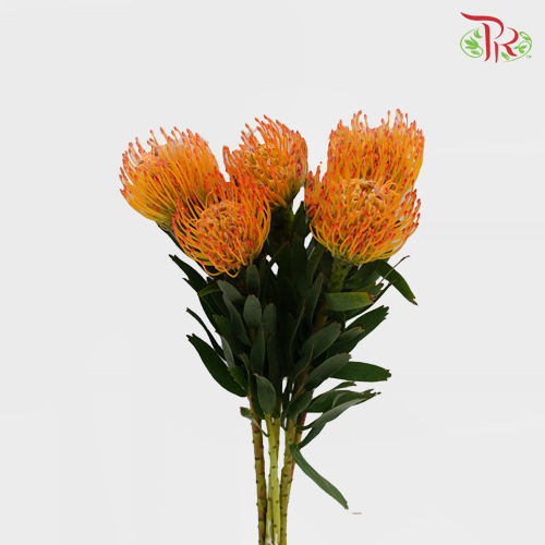 Leucospermum - Orange (5 Stems)-Orange-Netherland-prflorist.com.my