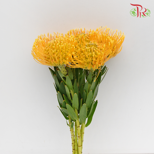 Leucospermum - Orange (5 Stems)-Orange-Netherland-prflorist.com.my