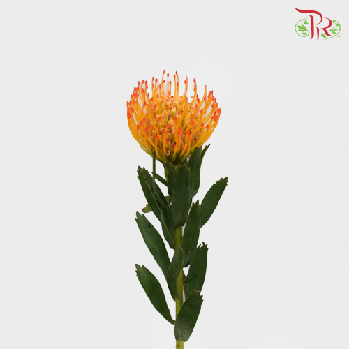 Leucospermum - Orange (5 Stems)-Orange-Netherland-prflorist.com.my