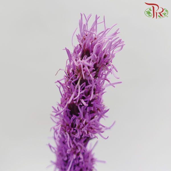 Liatris Petite - (5 Stems) about 45cm-50cm-Purple-Netherland-prflorist.com.my