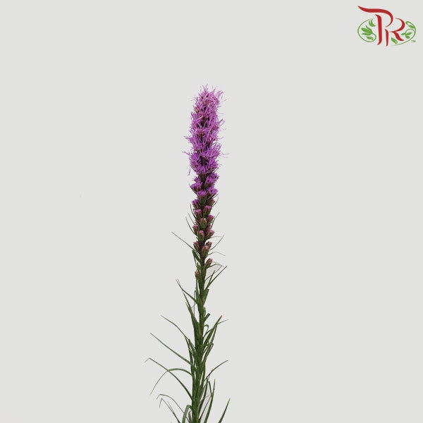 Liatris Spicata - (10 Stems)-Purple-China-prflorist.com.my
