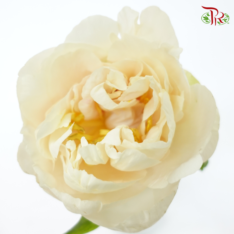 Peony 《牡丹》- Small / Medium Head