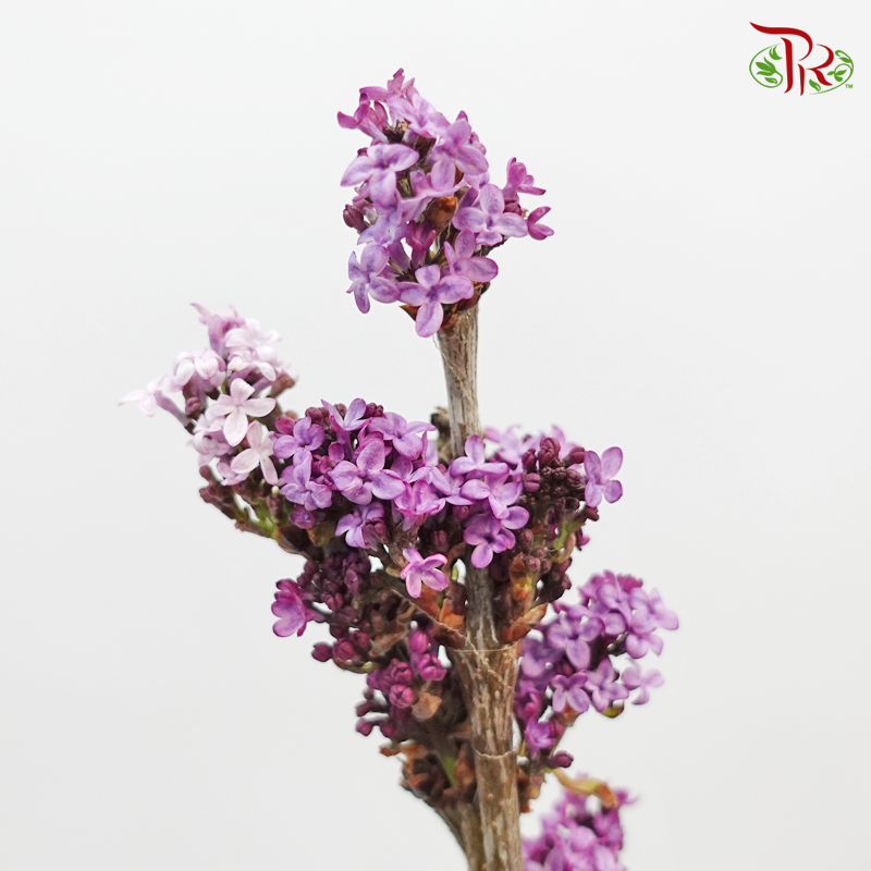 Lilac - (Per Bunch)-Lilac-China-prflorist.com.my