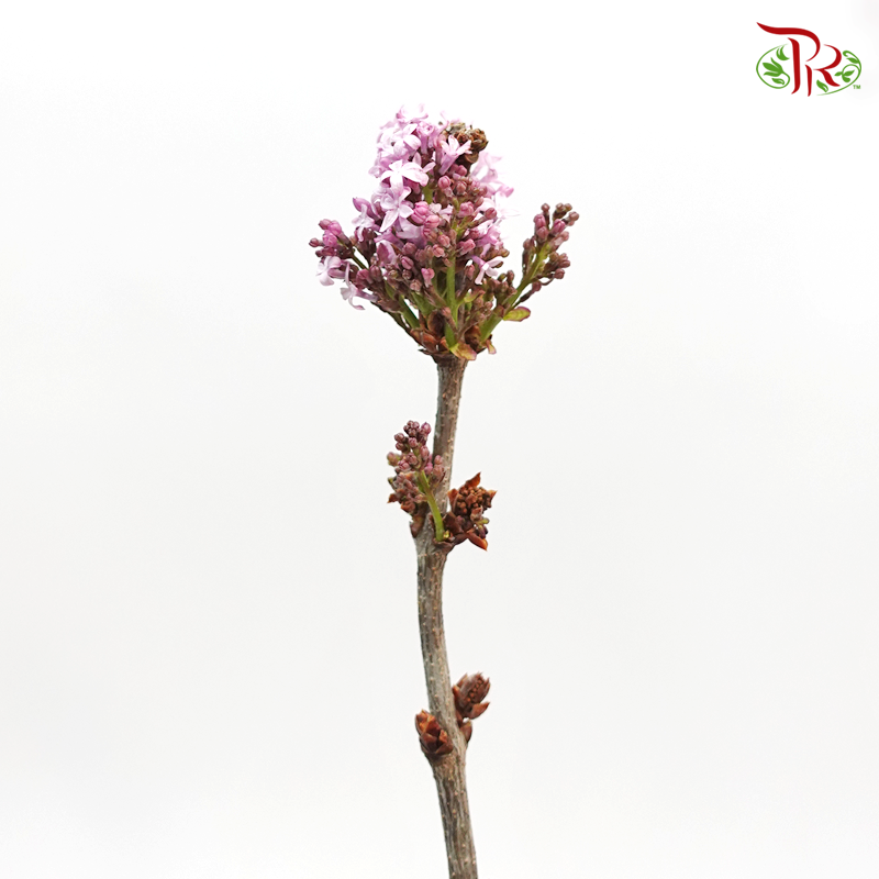 Lilac - (Per Bunch)-Lilac-China-prflorist.com.my