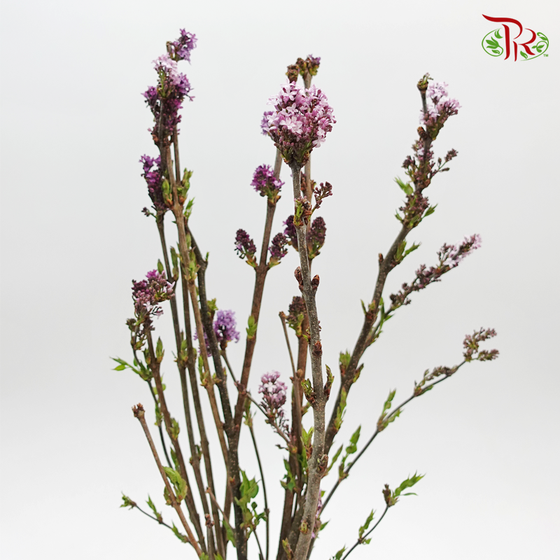 Lilac - (Per Bunch)-Lilac-China-prflorist.com.my