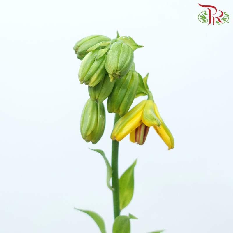 Lilium Hansonii - Yellow (5 Stems)-Yellow-Japan-prflorist.com.my
