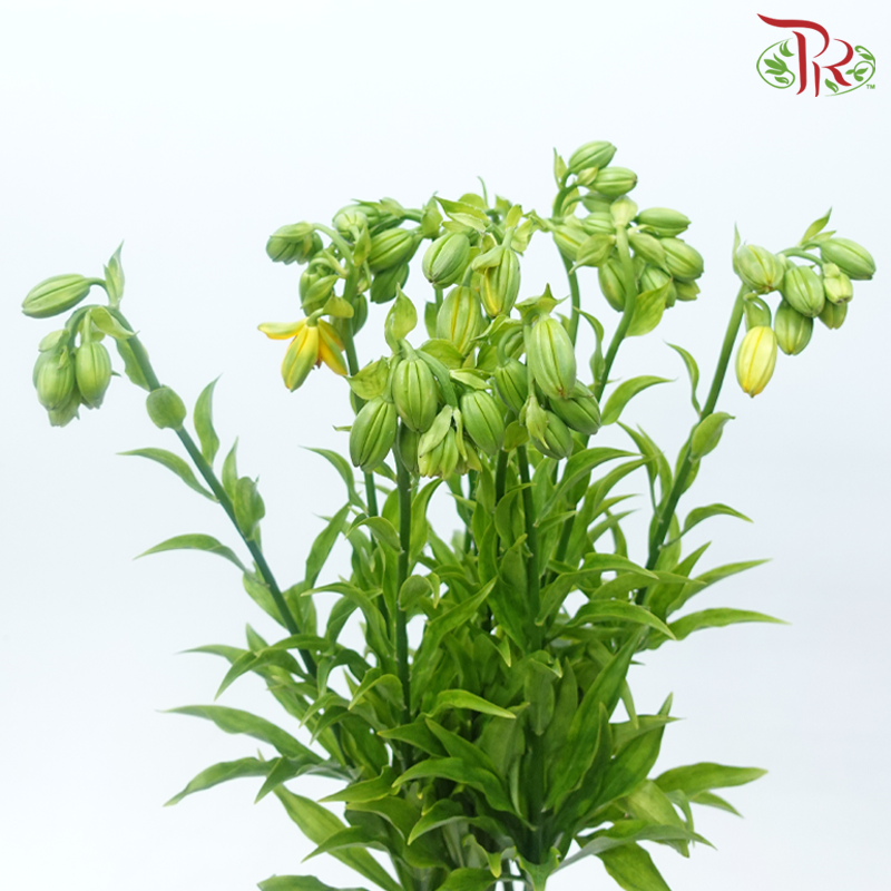 Lilium Hansonii - Yellow (5 Stems)-Yellow-Japan-prflorist.com.my