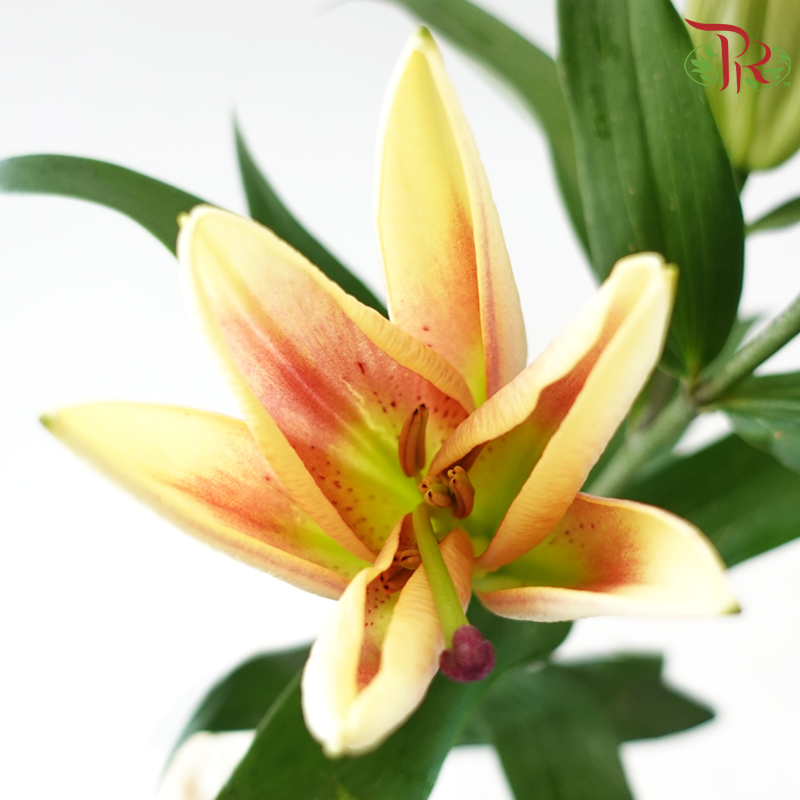Lily 3+ - Fall in Love at First Sight (5 Stems)-China-prflorist.com.my