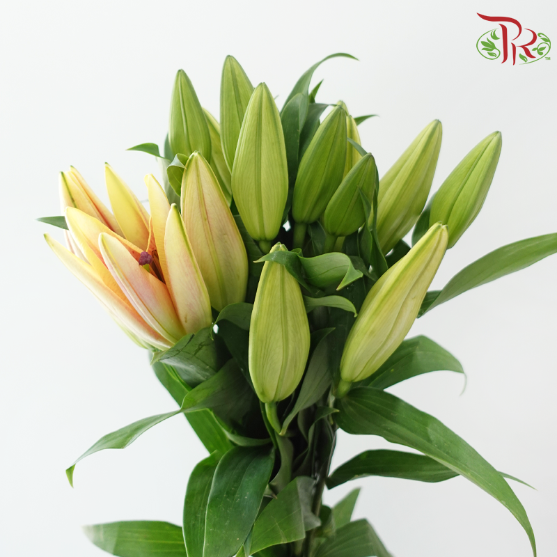 Lily 3+ - Fall in Love at First Sight (5 Stems)-China-prflorist.com.my