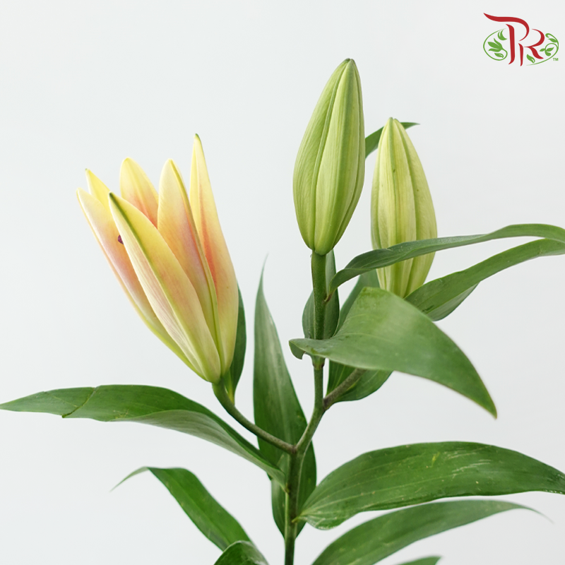Lily 3+ - Fall in Love at First Sight (5 Stems)-China-prflorist.com.my
