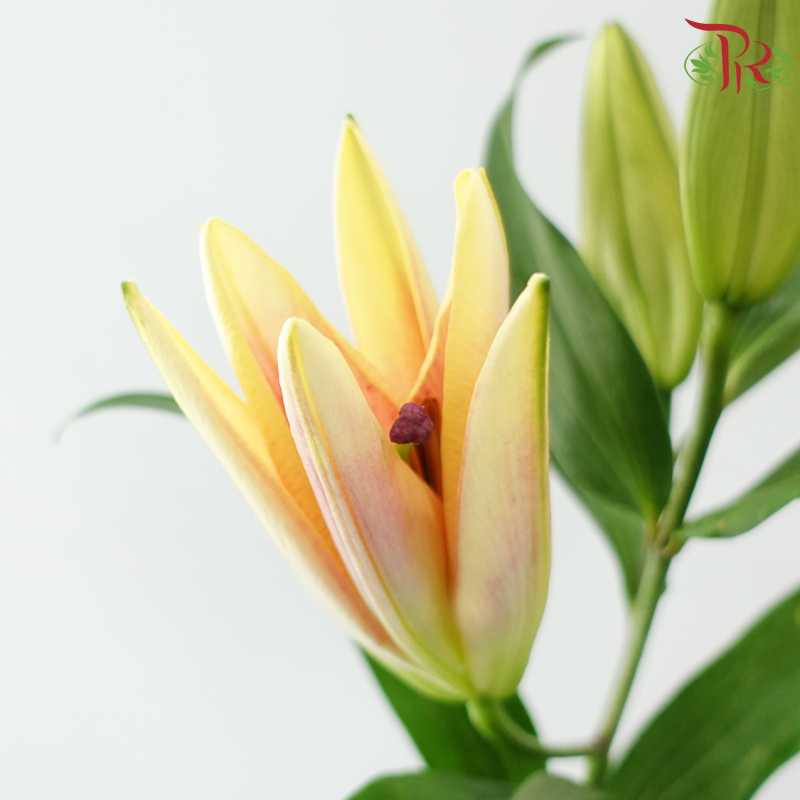 Lily 3+ - Fall in Love at First Sight (5 Stems)-China-prflorist.com.my