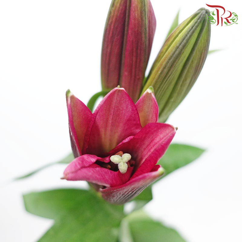 Lily 3+ Flint - Pink (5 Stems)-Pink-China-prflorist.com.my