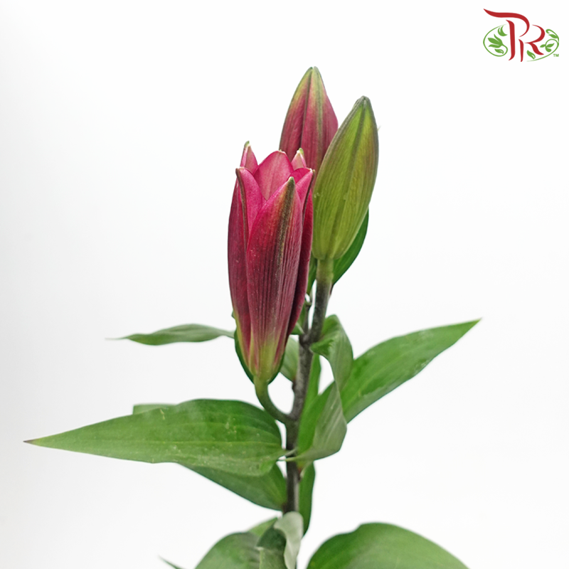 Lily 3+ Flint - Pink (5 Stems)-Pink-China-prflorist.com.my