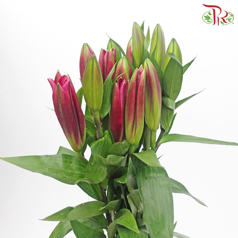 Lily 3+ Flint - Pink (5 Stems)-Pink-China-prflorist.com.my