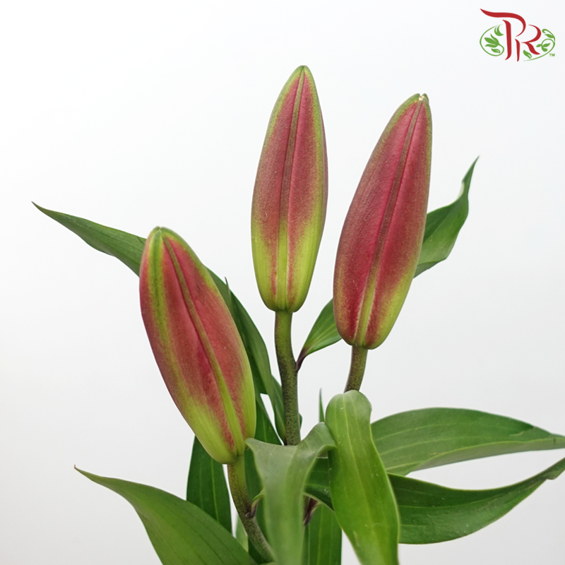 Lily 3+ Madonna - Pink (5 Stems)-Pink-China-prflorist.com.my