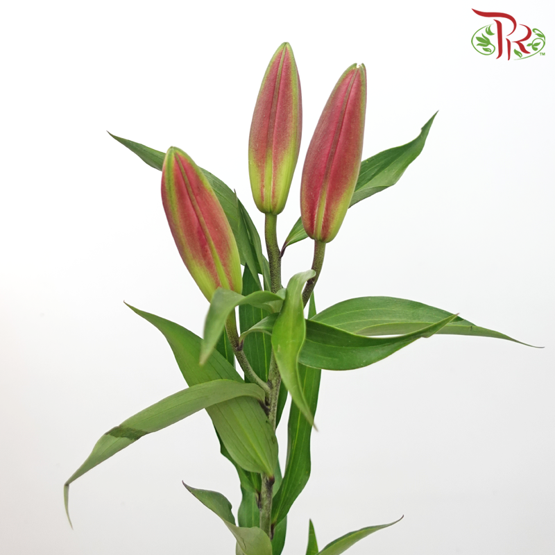 Lily 3+ Madonna - Pink (5 Stems)-Pink-China-prflorist.com.my