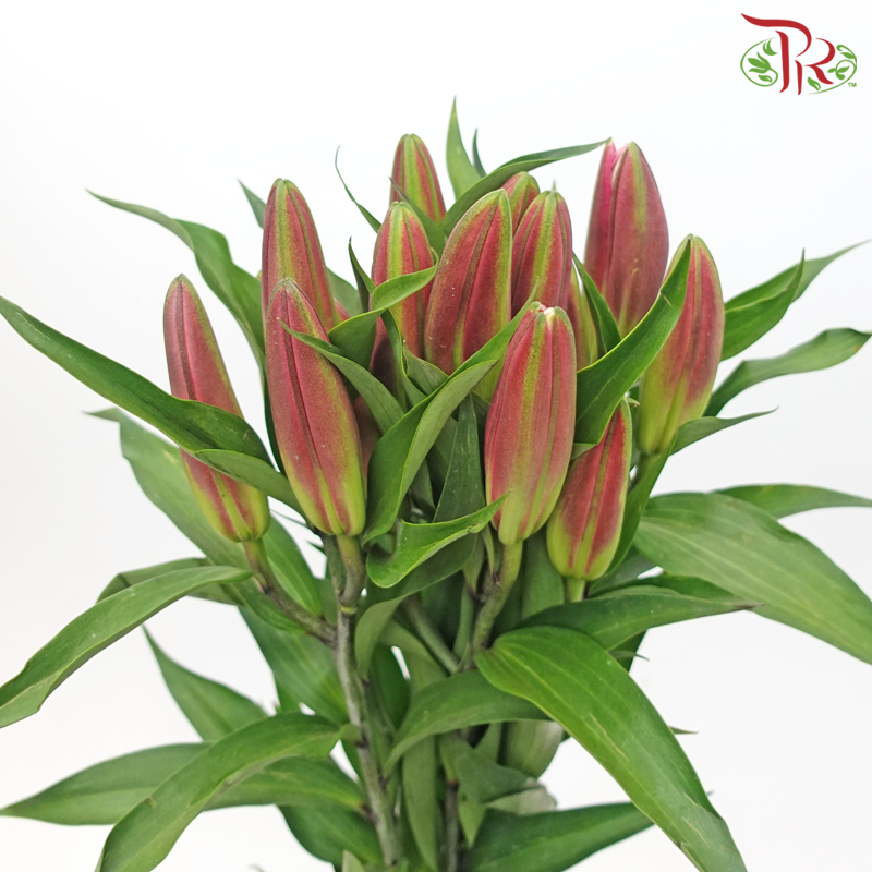 Lily 3+ Madonna - Pink (5 Stems)-Pink-China-prflorist.com.my