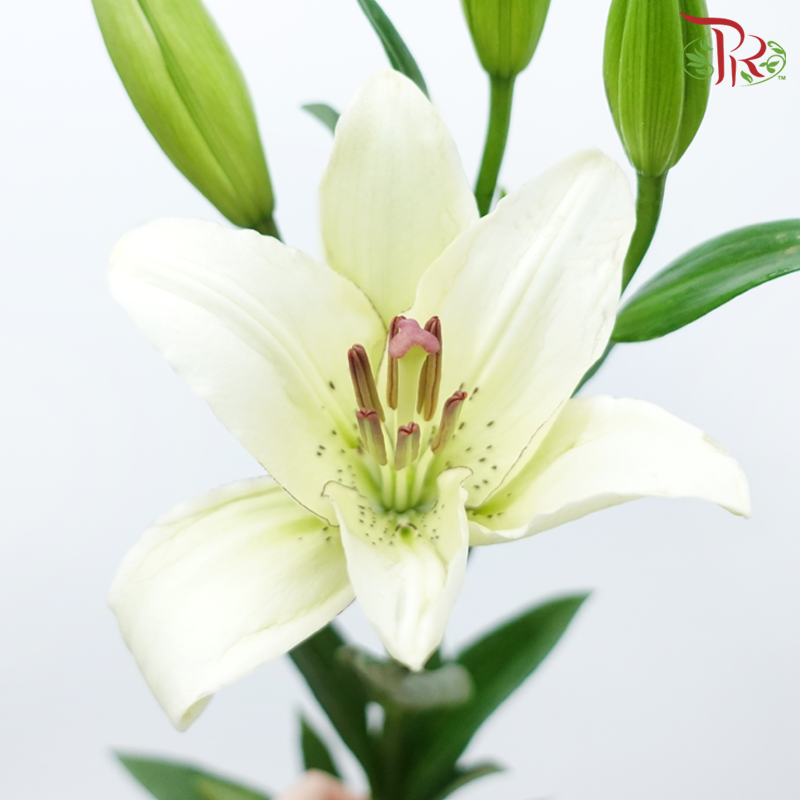 Lily 3+ Madonna - Ruby (5 Stems)-White-China-prflorist.com.my