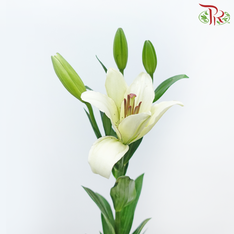 Lily 3+ Madonna - Ruby (5 Stems)-White-China-prflorist.com.my