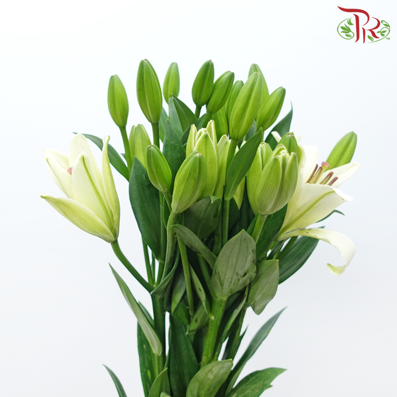 Lily 3+ Madonna - Ruby (5 Stems)-White-China-prflorist.com.my