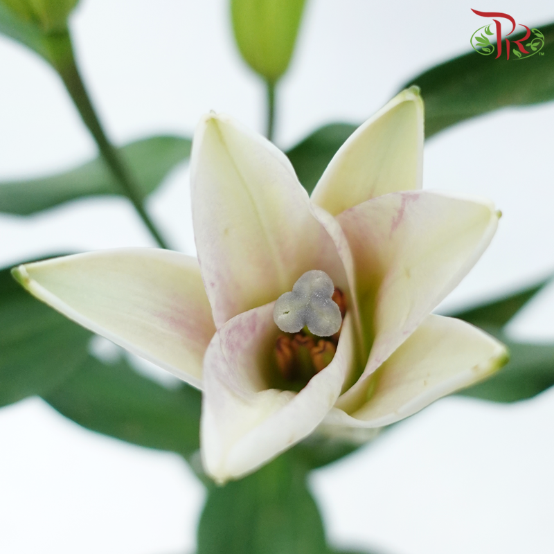 Lily 3+- Robina (5 Stems)-Cream-China-prflorist.com.my