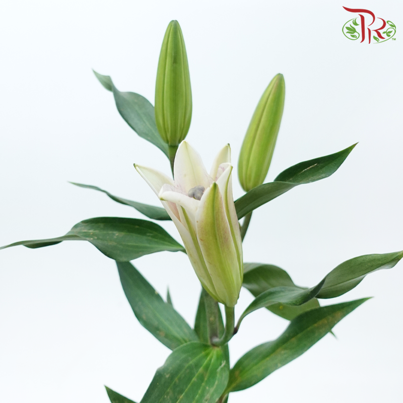 Lily 3+- Robina (5 Stems)-Cream-China-prflorist.com.my