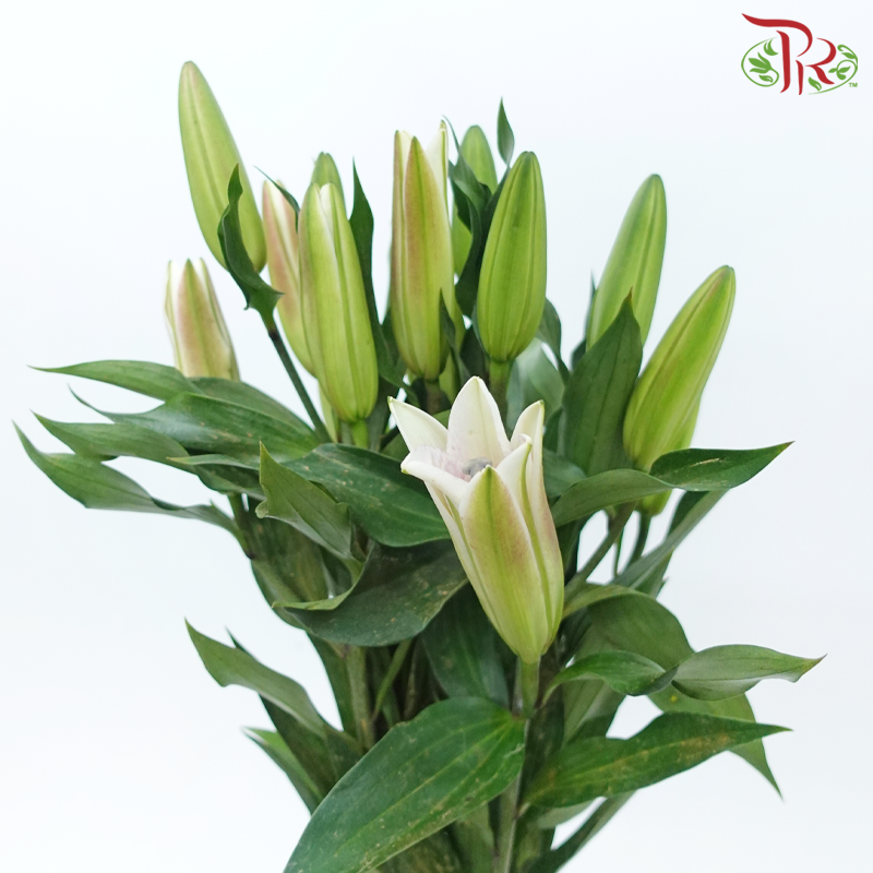 Lily 3+- Robina (5 Stems)-Cream-China-prflorist.com.my