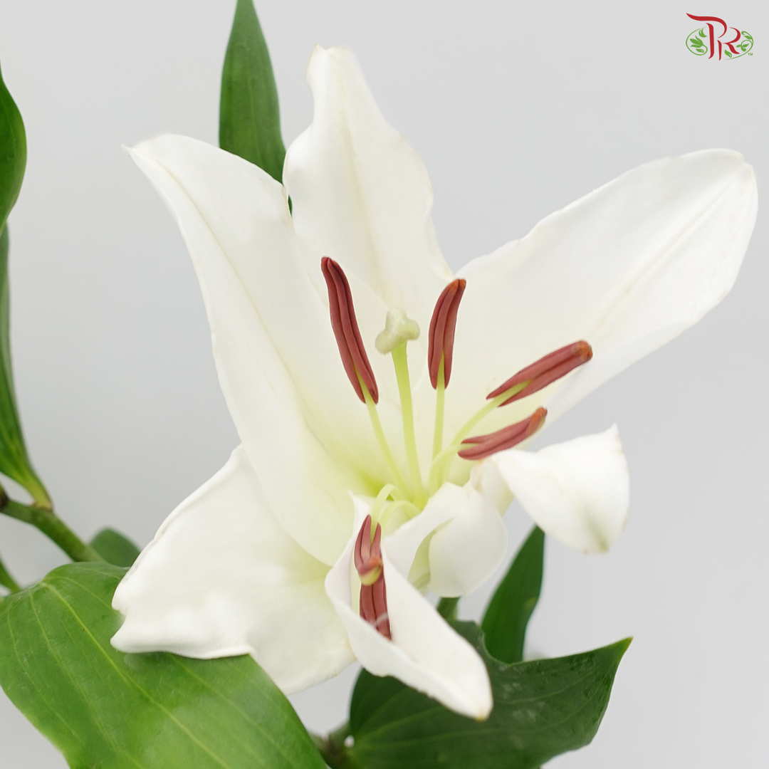 Lily 3 + - Rodina White (5 Stems)-White-China-prflorist.com.my