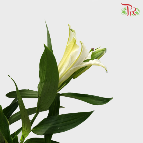 Lily 3 + - Rodina White (5 Stems)-White-China-prflorist.com.my