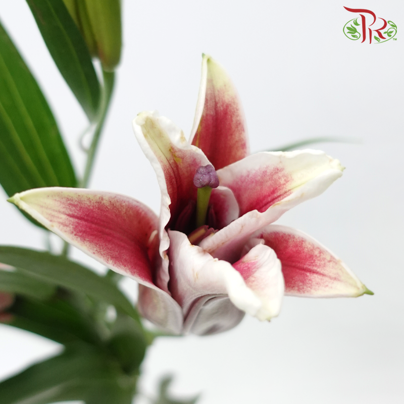 Lily 3+ - Sunset (5 Stems)-Pink-China-prflorist.com.my