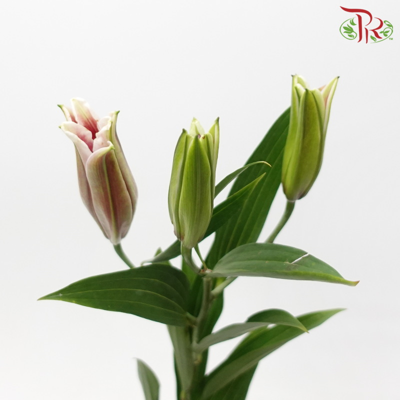 Lily 3+ - Sunset (5 Stems)-Pink-China-prflorist.com.my