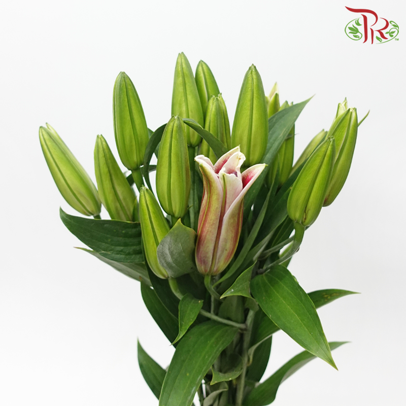 Lily 3+ - Sunset (5 Stems)-Pink-China-prflorist.com.my